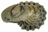 Wide Enrolled Morocops Trilobite - Morocco #323535-2